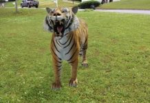 Google 검색으로 증강 현실에서 동물, 우주선 및 제품을 보는 방법